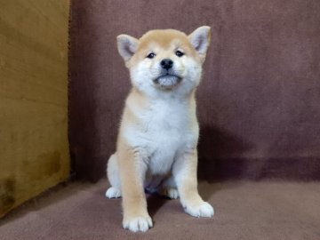 柴犬(標準サイズ)【栃木県・女の子・2017年2月17日・赤】の写真「両親とも性質温和です」