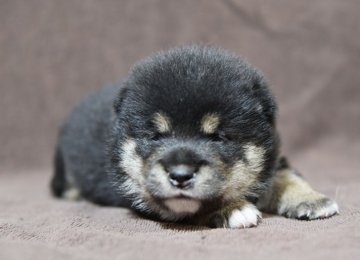 柴犬(標準サイズ)【栃木県・女の子・2018年7月7日・黒】の写真「両親とも性質温和で人懐こい仔です」