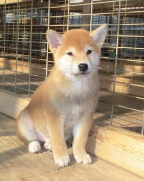 柴犬(標準サイズ)【栃木県・男の子・2013年12月11日・赤】の写真「性質温和で人懐こい仔」