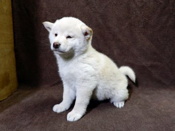 柴犬(標準サイズ)【栃木県・女の子・2017年1月19日・赤】の写真「人懐こい仔です。」