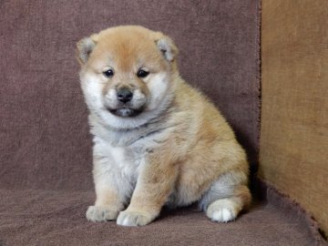 柴犬(標準サイズ)【栃木県・女の子・2017年1月23日・赤】の写真「両親とも性質温和です。」