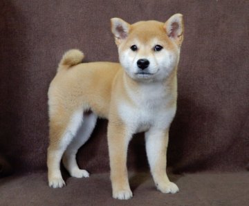 柴犬(標準サイズ)【栃木県・女の子・2017年1月19日・赤】の写真「性質温和で人懐こい仔です」