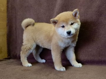 柴犬(標準サイズ)【栃木県・女の子・2017年1月19日・赤】の写真「性質温和な仔です。」