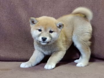 柴犬(標準サイズ)【栃木県・女の子・2017年1月20日・赤】の写真「小振りです。」