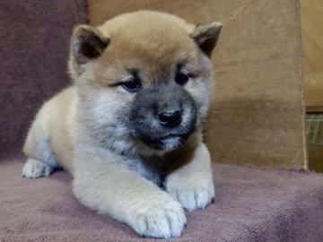 柴犬(標準サイズ)【栃木県・男の子・2017年2月17日・赤】の写真「性質温和で人懐こい仔です」