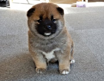 柴犬(標準サイズ)【栃木県・男の子・2017年11月4日・赤】の写真「綺麗なキツネ色に成ります」