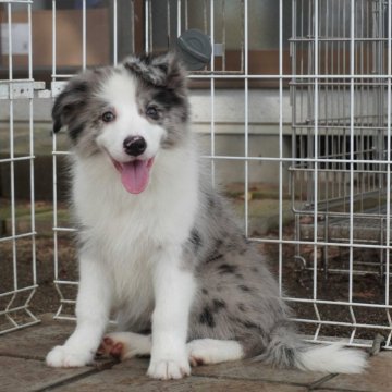 ボーダーコリー【栃木県・女の子・2024年6月1日・ブルーマール】の写真「専門犬舎の上質な仔です」