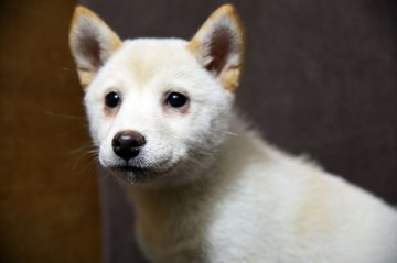 柴犬(標準サイズ)【栃木県・女の子・2018年9月15日・白】の写真「小振りな仔です」