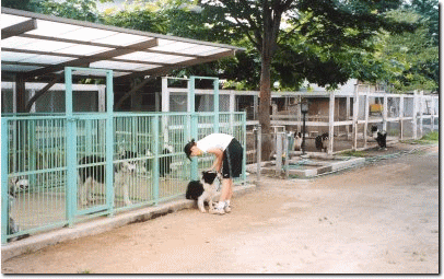 新井　敏朗(あらい　としろう)ブリーダー(栃木県・イングリッシュコッカースパニエルなど・JKC登録)の紹介写真1