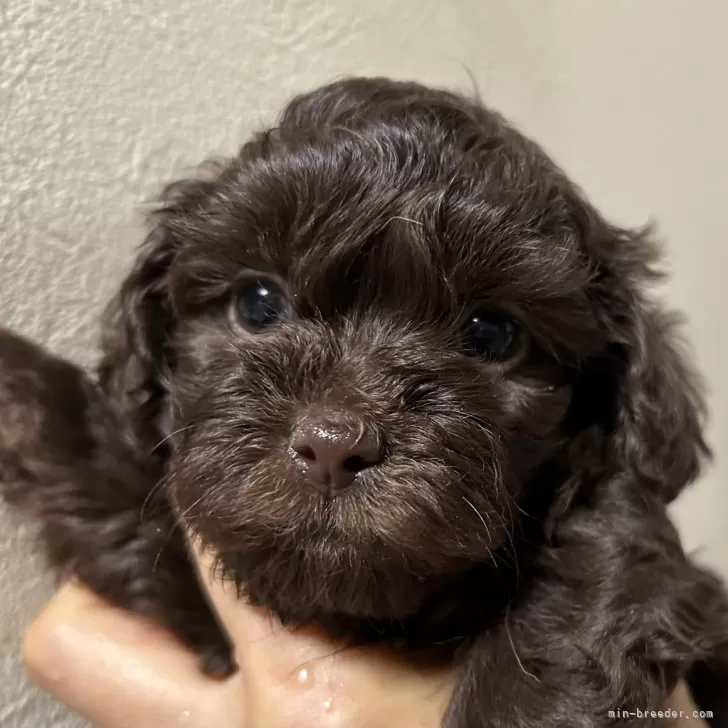 ID:2501-03326の子犬