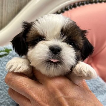 シーズー【大阪府・女の子・2024年12月1日・ホワイト&ゴールド】の写真「整体とリンパ知識で健康管理を具体的にサポートします」