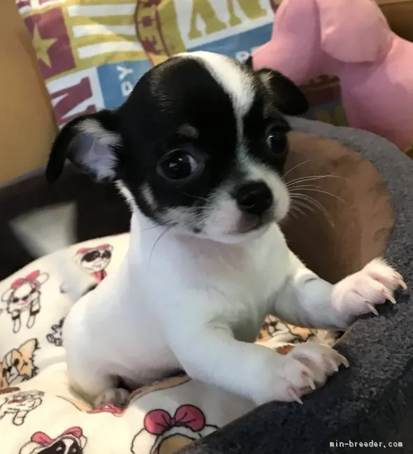 ID：1805-02487の子犬