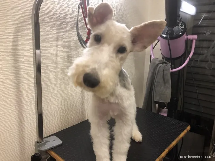もっちゃん 様のお迎えした子犬