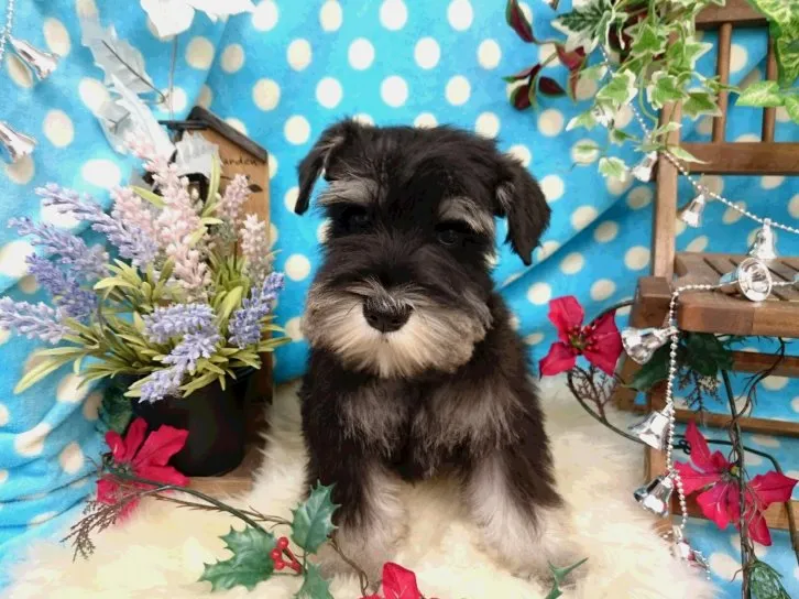 ID:1611-01028の子犬