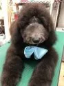 スタンダードプードル【広島県・男の子・2019年5月20日・シルバー】の写真1