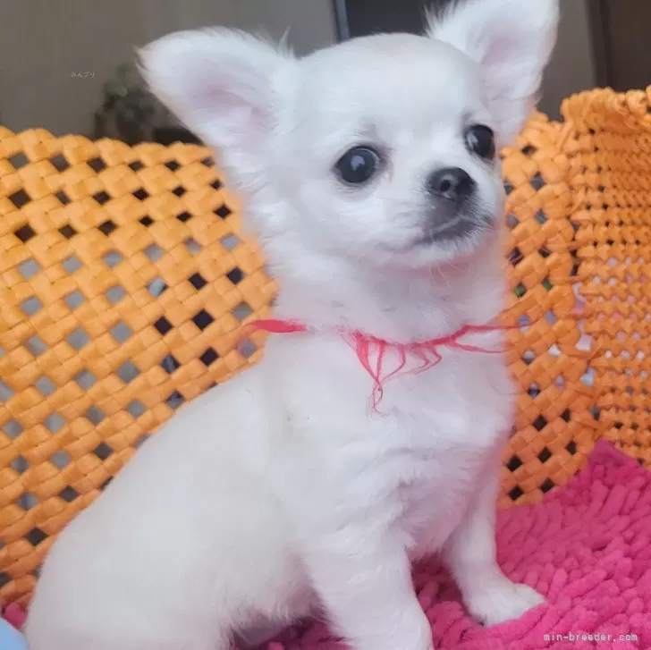 ID：2502-04453の子犬