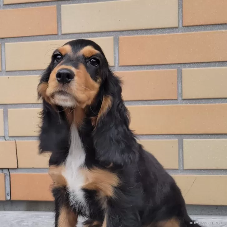 モモエ 様のお迎えした子犬