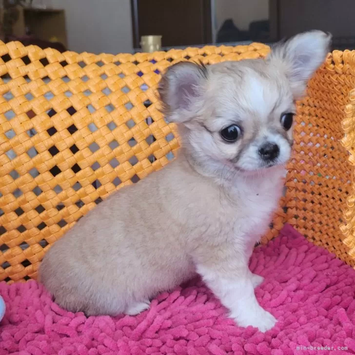 ID:2502-04455の子犬