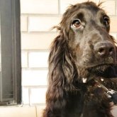 イングリッシュコッカースパニエル