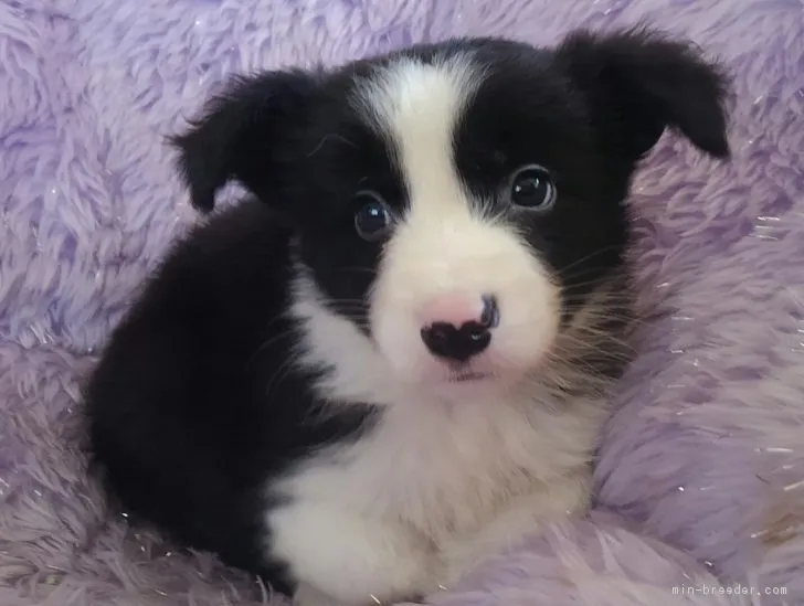 愛しのフク 様のお迎えした子犬