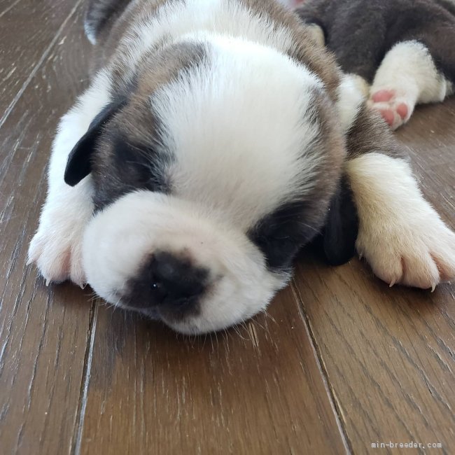 ボク 様のお迎えした子犬