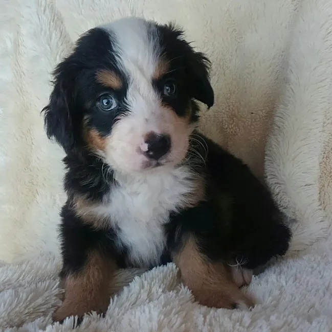 ID:1608-00564の子犬