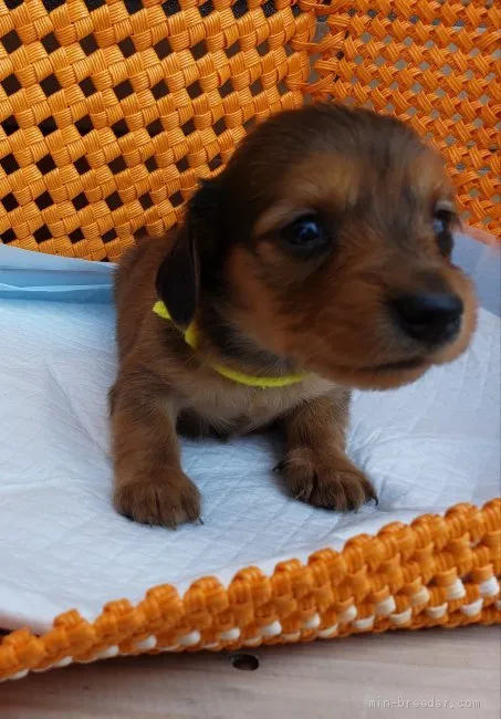 ID:2105-03292の子犬