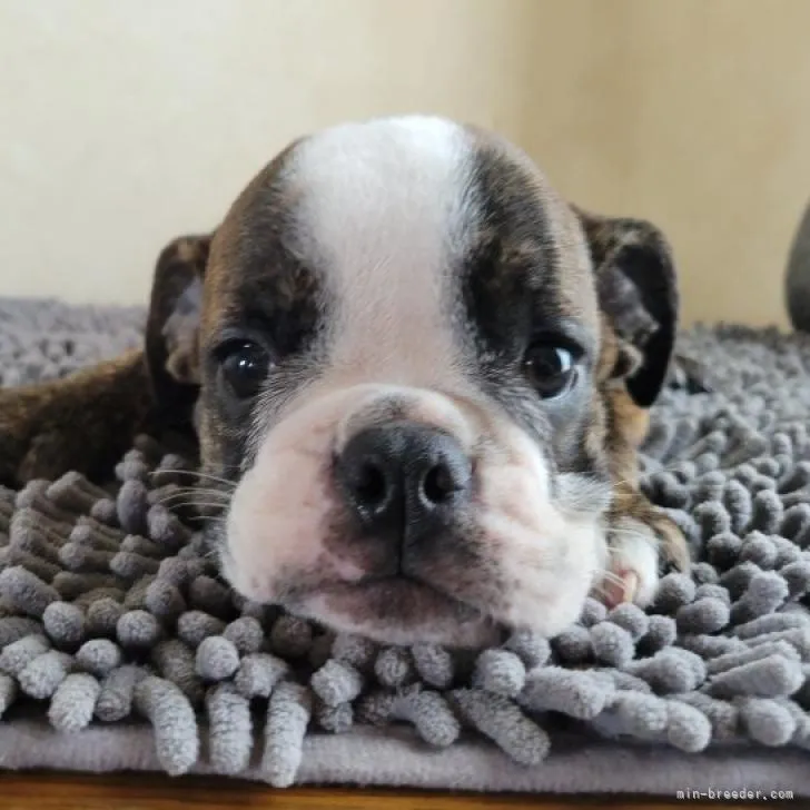 K.A 様のお迎えした子犬