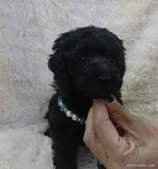 ID：1810-01017の子犬