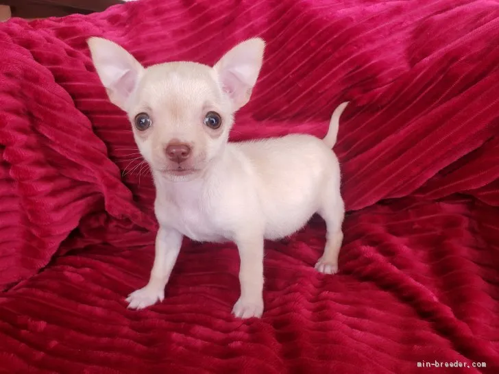 ID:2103-01055の子犬