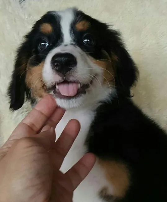 ID：1608-00009の子犬