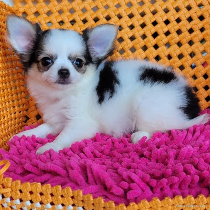 ID:2306-02753の子犬