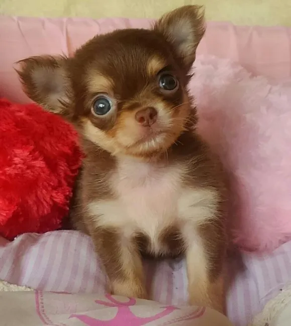 ID：1609-01212の子犬