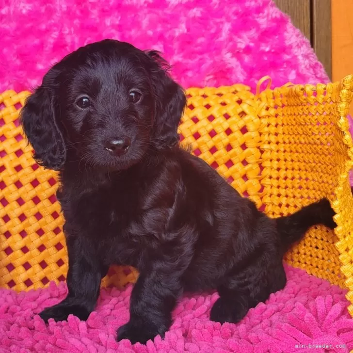 ID:2405-03580の子犬