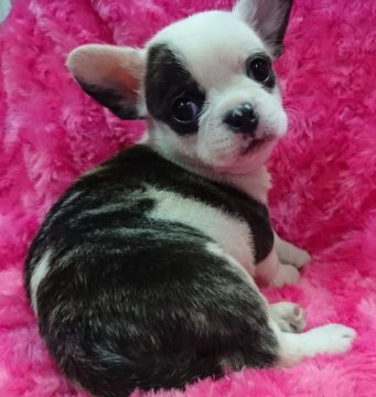 ミックス・その他の犬種【静岡県・女の子・2018年1月11日・ブリンドル&ホワイト】の写真「ころっころのムッチムチな可愛い三姉妹の次女です。」