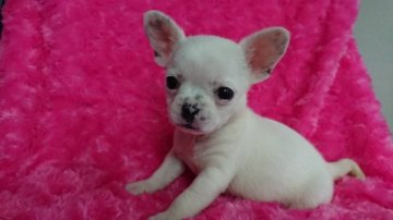 ミックス・その他の犬種【静岡県・女の子・2018年1月11日・クリーム・ブラックマーキング】の写真「ころっころのムッチムチな可愛い三姉妹の三女です。」