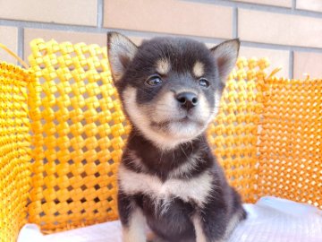 柴犬(標準サイズ)【静岡県・女の子・2021年8月10日・黒】の写真「小ぶりサイズの女の子❤」