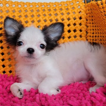 チワワ(ロング)【静岡県・男の子・2023年3月3日・パーティカラー】の写真「子犬紹介文を是非ご覧下さい。」