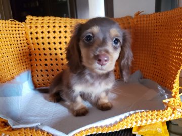 ミックス【静岡県・男の子・2020年9月25日・チョコレート&タン】の写真「兄弟の中でも1番小ぶりな可愛い男の子です。」