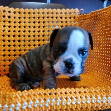 ブルドッグ【静岡県・男の子・2022年5月3日・ブリンドル&ホワイト】の写真「ムチムチボディのイケメン君」