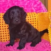 ダップー(トイプードル×ダックスフンド)【静岡県・女の子・2024年3月22日・ブラック】の写真1