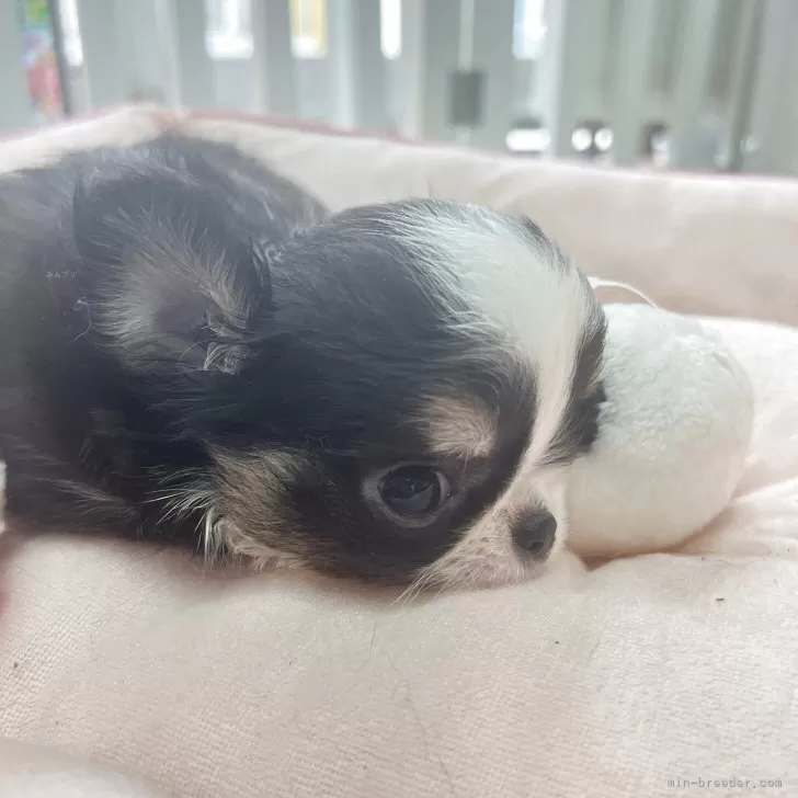 ID:2505-07122の子犬
