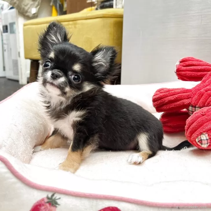 ID：2506-06475の子犬