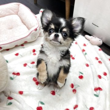 チワワ(ロング)【大阪府・女の子・2025年3月20日・ブラックタン&ホワイト】の写真「あんよの短いかわいい女の子」