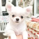 チワワ(ロング)