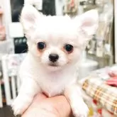 チワワ(ロング)