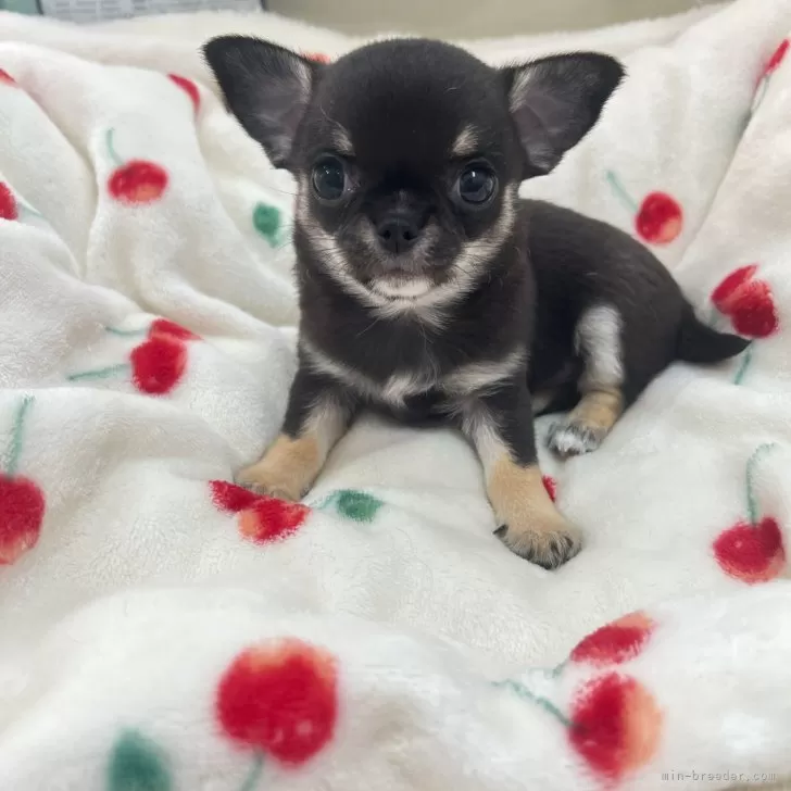 ID：2410-03492の子犬