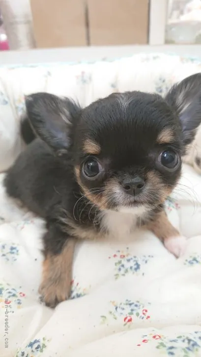 ID：2111-03401の子犬