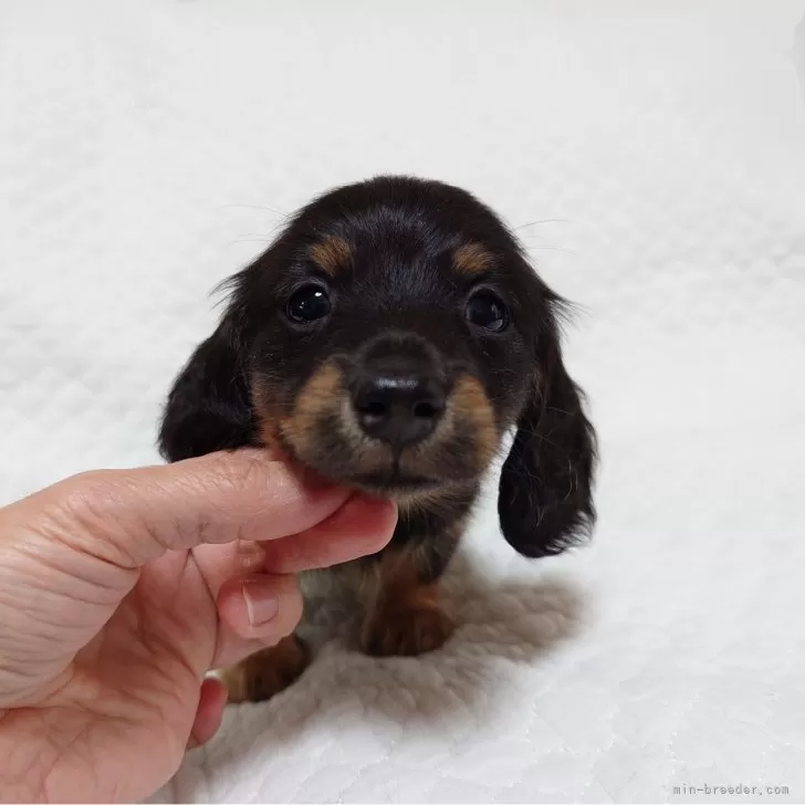 ID:2501-03124の子犬