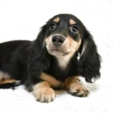 ミニチュアダックスフンド(ロング)